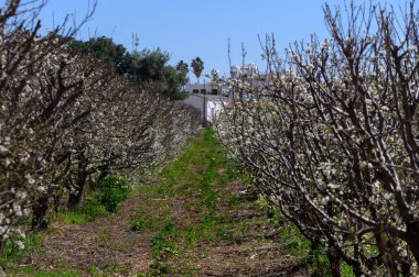 Bir patika çiçek açan ağaçlarla dolu bir meyve bahçesinin içinden esiyor, canlı beyaz çiçekler sergiliyor. Güneş ışığı, yemyeşil çimenlikte huzurlu bir atmosfer yaratıyor..