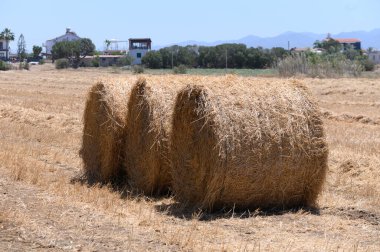 Kıbrıs 'ta güneşli bir tarım sahasında altın saman balyaları yatıyor.