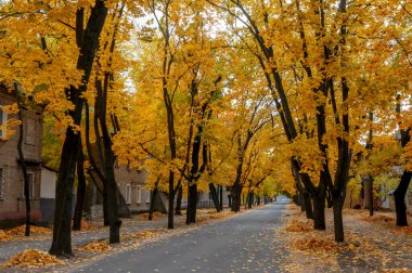 Sonbaharda Severodonetsk şehrinde bulunan Marta Caddesi, renkli yapraklar, rahat atmosfer ve parlak mevsimlik manzaralı..