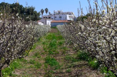 Çiçek açan meyve ağaçları, açık mavi gökyüzünün altında narin beyaz çiçekler sergiliyor. Canlı yeşillik, bu huzurlu yerde baharın güzelliğini vurguluyor..