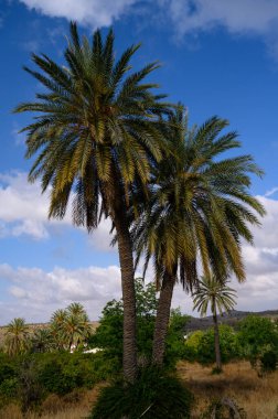Kıbrıs 'ta güneşli bir günde parlak mavi gökyüzüne uzanan uzun hurma ağaçları tropikal bir Akdeniz atmosferi yaratıyor.