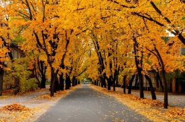 Severodonetsk, 8 Marta Caddesi 'nin en güzel sokaklarından biri. Sonbaharda renkli ağaçlar ve huzurlu şehir manzarasıyla ele geçirildi..