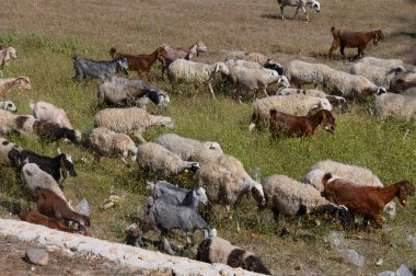 Bir grup koyun ve keçi özgürce dolaşır, canlı çimenleri kemirirken sıcak güneşin tadını çıkarırlar. İlahi pastoral ayar kırsal sükuneti vurguluyor.