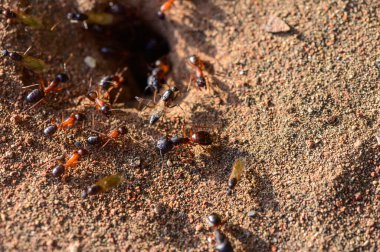 Karınca kolonisi yuva girişinde, Kıbrıs doğası