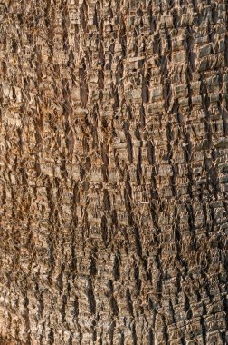 Sert, eski bir ağaç kabuğunun yakın plan görüntüsü, sıcak ışıktaki hassas oyukları ve benzersiz dokuları ortaya çıkarıyor..