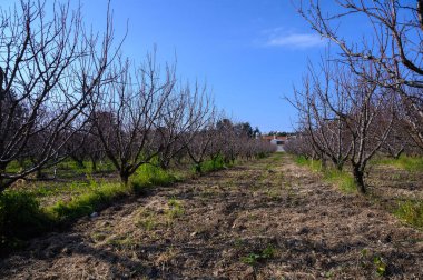 Çiçeksiz ağaçlar meyve bahçesi boyunca uzanıyor. Baharın gelişini işaret ediyorlar. Güneş tepemizde parlıyor..