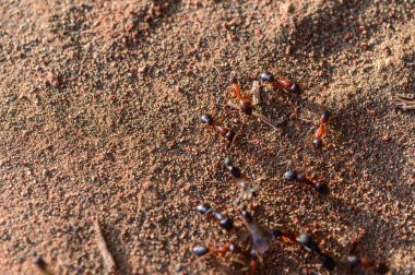 Yuvalarına yakın karıncalar, Kuzey Kıbrıs 'ta makro çekim