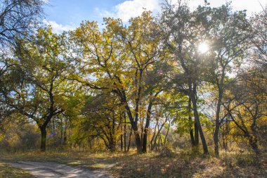 Ilık güneş ışığı, canlı sonbahar ağaçlarının arasından mavi gökyüzüne doğru süzülüyor, doğa ve mevsimsel fotoğrafçılık için mükemmel.