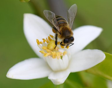 Bir arı, canlı bir bahçedeki el değmemiş beyaz bir çiçekten nektar toplar, ılık güneş ışığı altında güneşlenir..