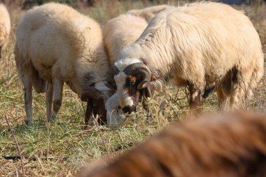 A pastoral scene of Cypriot sheep peacefully grazing on lush green pasture. These hardy animals are well-adapted to the Mediterranean landscape and climate of Cyprus.