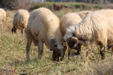 Two dominant rams grazing within a Cypriot sheep herd, showcasing their impressive horn development and sturdy build. The scene captures traditional Mediterranean sheep farming practices.