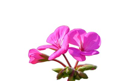 Güzel sardunya çiçekleri canlı çiçek kümeleri ve belirgin yuvarlak yapraklarla saf beyaz arka planda zarif bir şekilde sergilenir. Basit bir zarafetle neşeli bir bahçe favorisi.