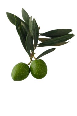 İki taze yeşil zeytin, saf beyaz arka planda güzelce sergilenmiş zeytin yapraklı doğal bir dala güzelce yerleştirilmiş. Uyumlu bir Akdeniz kompozisyonu.
