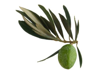 Zarif, yeşil bir zeytin dalı, zeytin yapraklarıyla süslenmiş ince bir daldan sarkıyor. Saf beyaz arka plan zeytin ağacının mükemmel biçimini ve doğal güzelliğini vurgular..