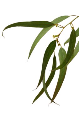 Okaliptüs dalları beyaza karşı doğal şiirler oluşturur. Her yaprak ve dal, Akdeniz güzelliğinin ve botanik zarafetinin mükemmel bir uyum içinde hikayesini anlatır..