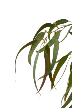 Okaliptüs 'ün ruhu beyaz evrende ortaya çıktı. Her dalın bir takım yıldızı ve her yaprağın Akdeniz' in botanik harikası galaksisinde bir yıldız olduğu yerde..