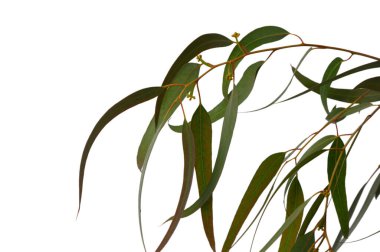 Okaliptüs dalları saf beyaz uzayda Akdeniz doğasının sırlarını fısıldıyor. Her narin yaprak ve ince dal sonsuz botanik zarafetin hikayesini anlatıyor..