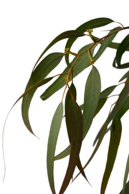 Akdeniz rüyalarının ve botanik fantazilerin mükemmel minimalist uyum ve şiirsel dengede birleştiği beyaz boşlukta süzülen okaliptüs dallarının hayali..