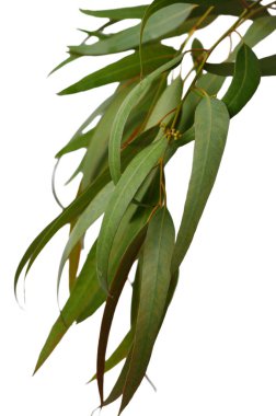 Kıbrıs Rum okaliptüs dalları kusursuz bir botanik uyum sağlıyor - her element saf beyaza karşı doğal mükemmellikte dengelenmiş, sakin bir Akdeniz vizyonu yaratıyor.