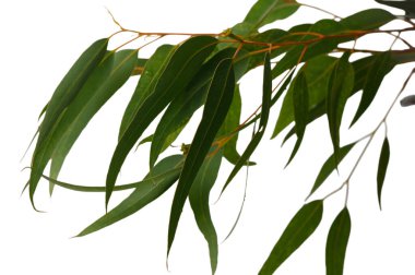 Nazik okaliptüs nefesi, Akdeniz ruhunun ve botanik özünün kusursuz ve sonsuz bir doğal varlığın içinde birleştiği beyaz durgunlukta yakalanır..