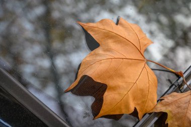 Arabanın ön camına yapışmış tek bir sarı akçaağaç yaprağı. Sonbaharı, geçişi ve şehir ortamındaki mevsimsel değişiklikleri sembolize eder. 