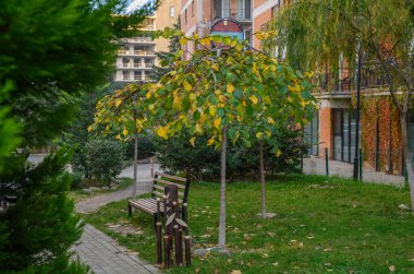 Düzgün çimleri ve patikaları olan binaların arasında gölgeli bir avlu. Şehir ortamında gözlerden uzak rahatlama için mükemmel bir yer..