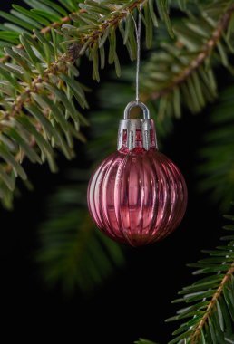 Kabarık ladin dalından sarkan dikey çizgili pembe Noel süsü. Hassas renkler ve doğal kozalaklı iğneler..