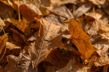 Sonbahar yapraklarının makro çekimi karmaşık damar ağını ve zengin yüzey dokusunu sergiliyor. Turuncu, sarı ve kırmızı renklerin doğal paleti.