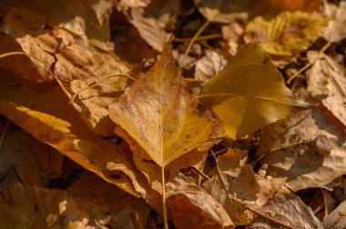 Sonbahar yaprağı damarlarından oluşan karmaşık ağ doğal haritayı andırıyor. Altın ve kırmızı renkler bitki yaşamının geometrisini vurgular.