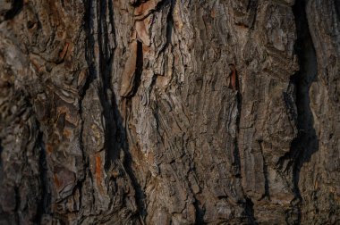 Jeffrey Pine kabuğunun zarif dokusu derin çatlaklar ve karmaşık plaka kalıplarıyla. Doğal güzellik ve bu kozalaklı ağacın eşsiz özellikleri.. 