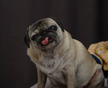 Sevimli ve komik, yaşlı bir evcil hayvan. Dil dışarı, nazik gözler ve buruşuk ağızlık hayat dolu gülümseyen ve dokunaklı bir görüntü yaratır..