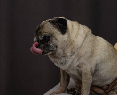 Yaşlı bir evcil hayvanın bilge ve delici bakışları. Yakın çekim, türün karakteristik buruşuk cildini, gri ağızlık ve derin, hikaye dolu gözlerini vurgular.. 