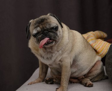 Sevimli ve komik, yaşlı bir evcil hayvan. Dil dışarı, nazik gözler ve buruşuk ağızlık hayat dolu gülümseyen ve dokunaklı bir görüntü yaratır..