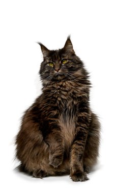 Görkemli bir Maine Rakunu kedisi sakince beyaz arka planda oturuyor. Minimalist, profesyonel bir evcil hayvan portresindeki etkileyici boyutu, tüylü kürkü, kulak tutamını ve nazik ifadeyi vurgular. 