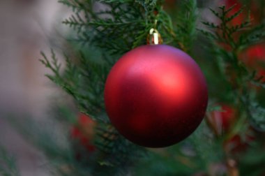 Ayrıntılı çam ağacı dalında kırmızı Noel toplarının aşırı yakın çekimi. Doğal bokeh arkaplanlı tatil dekorasyonlarına seçici odaklan.