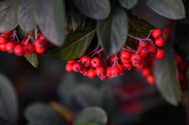 Parlak yeşil yapraklarla çevrili küçük canlı kırmızı kotonaster meyveleri kümesi. Doğal arka planda renkli böğürtlenli sonbahar bahçesi bitkisi.