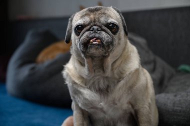 Çiçek desenli bir kanepede oturan kırışıklıkları olan yaşlı bir boksör köpeği meraklı bir ifadeyle doğrudan kameraya bakıyor. Hayvan fotoğrafçılığı köpek karakteri yakalıyor.