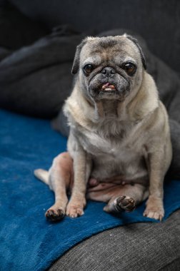 Beyaz ağızlık takmış, rahat bir şekilde rahat bir kanepenin köşesinde dinlenen son sınıf erkek bir köpek. Evcil hayvanın düşünceli ifadesini aydınlatan yumuşak doğal ışıkla sıcak ev atmosferi.