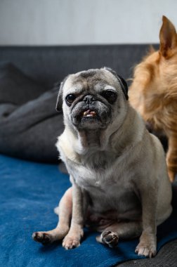 Gri ağızlık takan yaşlı pug ve sıcak güneş ışığıyla yıkanmış desenli kumaş bir kanepede huzur içinde dinlenen anlamlı gözler. Doğal ışıklandırmalı rahat bir ev sahnesi..