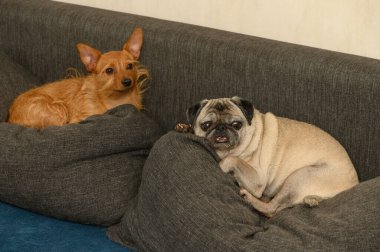 Siyah maskeli ve dili dışarıda, bej köpeğinin yanında oturan küçük kırmızı teriyer tipli köpek. İkisi de oturma odasındaki kanepede rahatça dinleniyor. Evcil hayvan arkadaşlık fotoğrafçılığı..