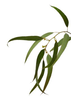 Kıbrıs Rum okaliptüs senfonisi. Her dal ve yaprak, bembeyaz, Akdeniz botanik sanatını kutlayan doğal türlerin uyumlu bir melodisini yaratıyor..