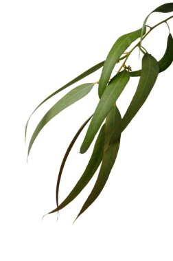 Zarif minimalist kompozisyonda okaliptüs dalları - zarif formları ve narin yaprakları geniş beyaz uzaya karşı sakin bir botanik beyan oluşturur.