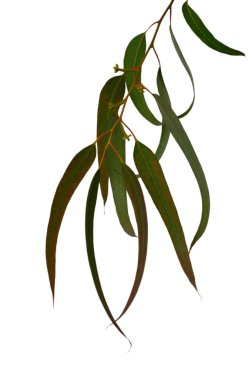 Kıbrıs 'tan gelen zarif okaliptüs dalları beyaz arka planda zarifçe sergilenen tipik ince yapraklarıyla. Akdeniz bitkisinin kendine özgü güzelliğini ve şeklini yakalar..