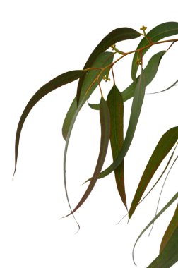 Okaliptüs dallarının meditasyon bileşimi - sakin formları, minimalist botanik ifade yoluyla Akdeniz doğasıyla tefekküre ve bağlantıya davet eder..