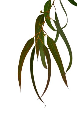 Kıbrıs Rum okaliptüsünün dalları ve yaprakları beyaz arka planda güzelce yerleştirilmiş. Uzun yapraklar ve ince dallar Akdeniz Flora 'nın eşsiz karakterini gözler önüne seriyor..