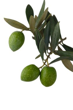 Doğal dallarına takılmış taze yeşil zeytinler, saf beyaz arka planda zarif bir şekilde sergileniyor. Kompozisyon zeytinlerin doğal gelişimini ve taze görünümünü gösteriyor..