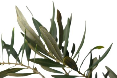Taze zeytin yaprakları saf beyaz arkaplanda güzelce düzenlenmiştir. Ayırt edici gümüşi yeşil yapraklar Akdeniz zeytin ağaçlarının karakteristik güzelliğini sergiliyor..