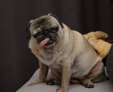 Sevimli ve komik, yaşlı bir evcil hayvan. Dil dışarı, nazik gözler ve buruşuk ağızlık hayat dolu gülümseyen ve dokunaklı bir görüntü yaratır..