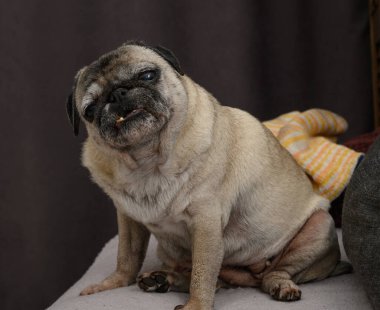 Köpek kendine güven ve haysiyet gösterir. Gururlu duruş, doğrudan bakış ve koltuğun en belirgin noktasındaki pozisyon evcil hayvanın güçlü karakterini gözler önüne seriyor..