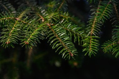 Koyu yeşil iğneleri ve kahverengi konileri olan tüylü Nordmann köknar dalı. Yumuşak iğneli klasik Noel ağacı..